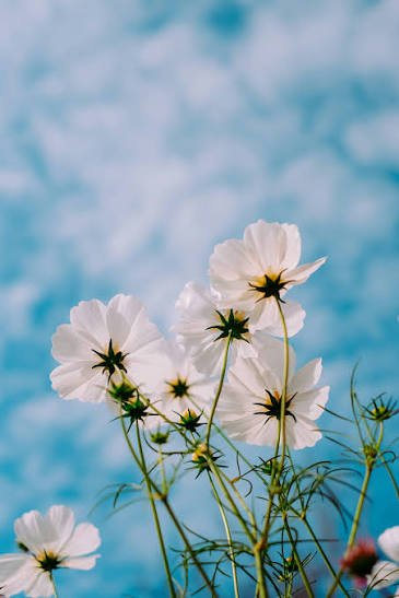floral wallpaper